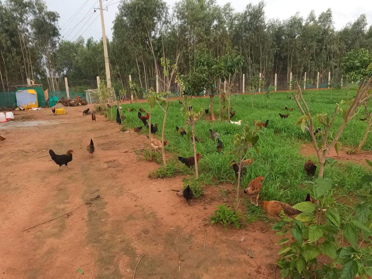 Farm chickens